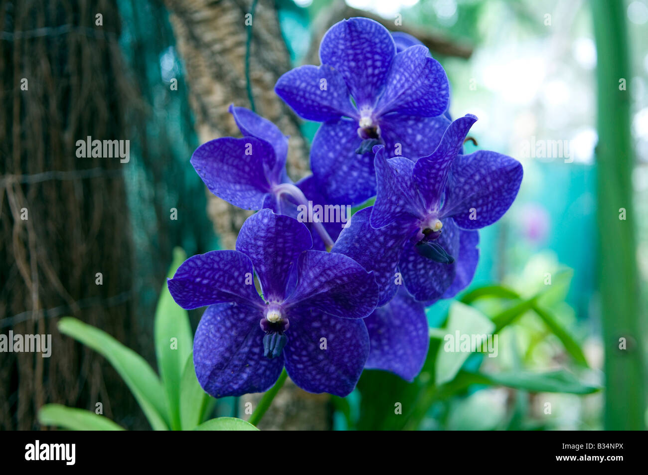 Vanda `True Blue` Orchid Stock Photo
